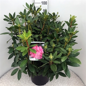 Rhodo. 'Etoile de Sleidinge' light red