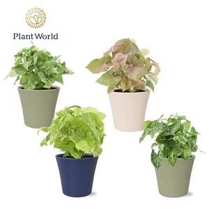 Syngonium mix in pot Coco collectie Top Blend