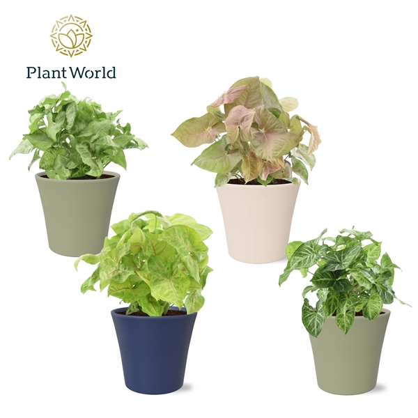 <h4>Syngonium mix in pot Coco collectie Top Blend</h4>