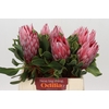 Protea Cynaroides