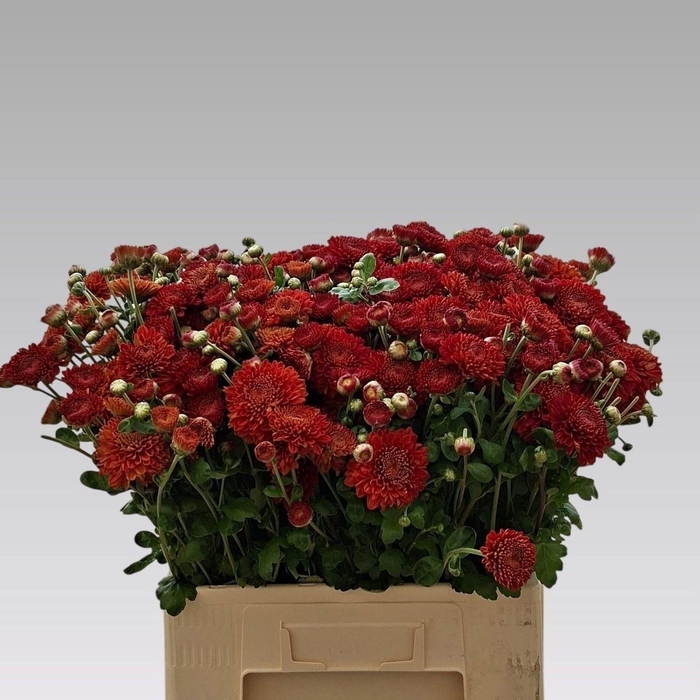 <h4>Chr T Wendy Rood</h4>