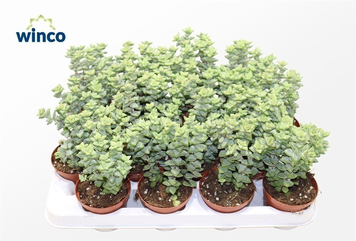 <h4>Crassula Perfoliata</h4>