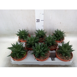Haworthia limifolia