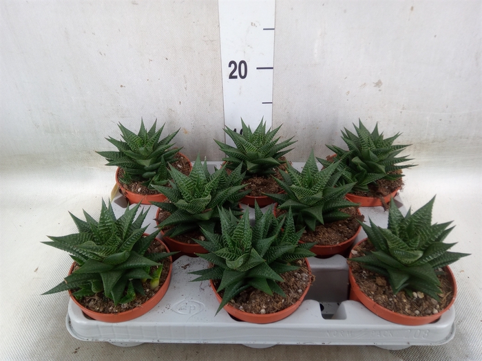<h4>Haworthia limifolia</h4>