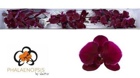 <h4>Phal Velvet Janet</h4>