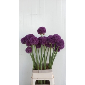 ALLIUM AMBASSADOR