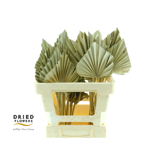 Dried Palm Spear Small Natural