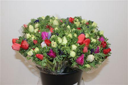 <h4>ANEM MARIANNE MIXED</h4>