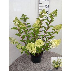 HYDR PANICULATA