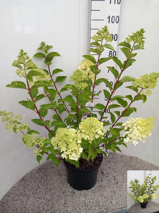 <h4>HYDR PANICULATA</h4>