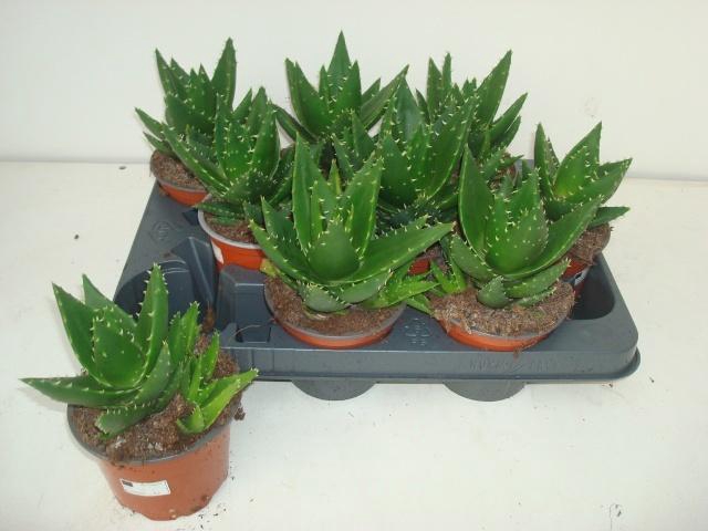 <h4>ALOE PERFOLIATA</h4>
