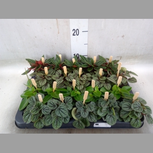 Peperomia   ...mix