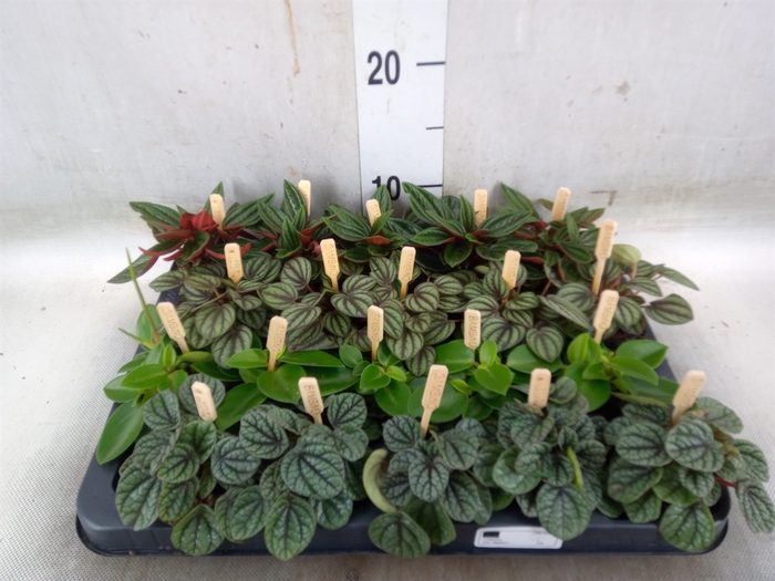 <h4>Peperomia   ...mix</h4>