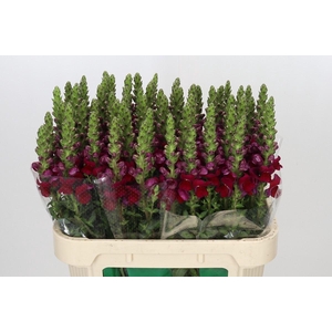 ANTIR OPUS RED ANTIRRHINUM OPUS RED