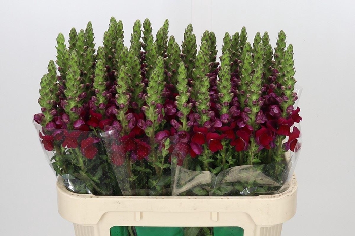 <h4>ANTIR OPUS RED ANTIRRHINUM OPUS RED</h4>