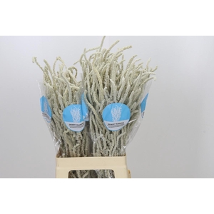 Amaranthus Yearming Desert