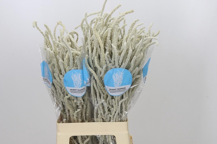 <h4>Amaranthus Yearming Desert</h4>