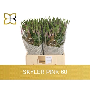 VERON L SKYLER PINK
