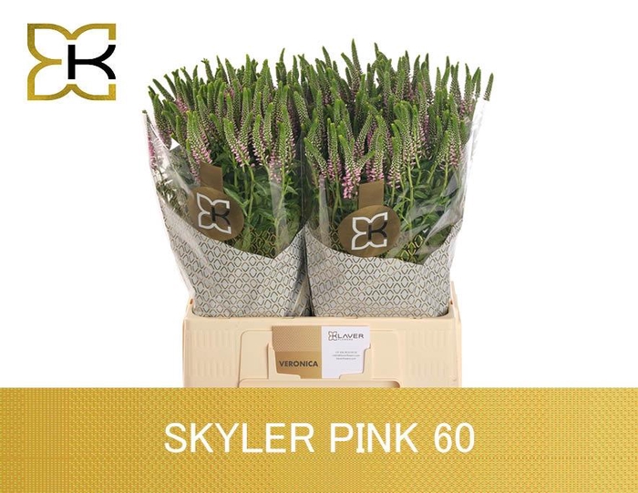 <h4>VERON L SKYLER PINK</h4>