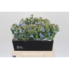 Oxypetalum Tweedia Blue