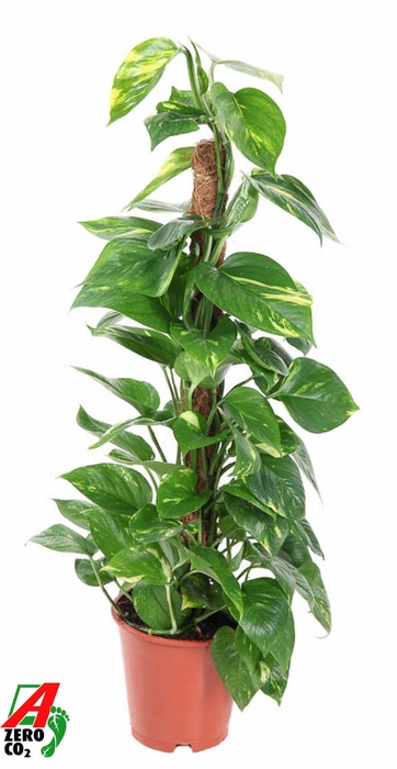 <h4>Epipr Pi Aureum</h4>