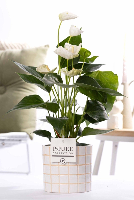 <h4>Anthurium white (Elido) in P&PURE Tirza ceramics</h4>