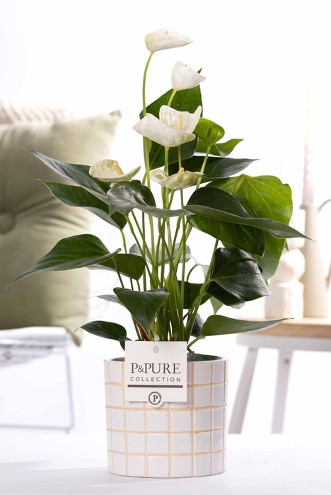 <h4>Anthurium white (Elido) in P&PURE Tirza ceramics</h4>