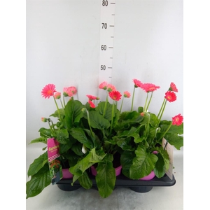 Gerbera  'Garvinea Sweet Heart'