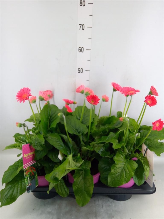 <h4>Gerbera  'Garvinea Sweet Heart'</h4>