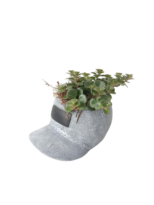 <h4>Arr. Kamerplant Groen L%</h4>