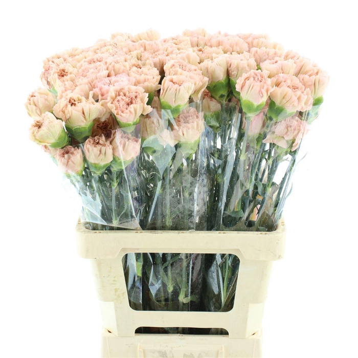 <h4>DI ST LEGE MARRONE</h4>