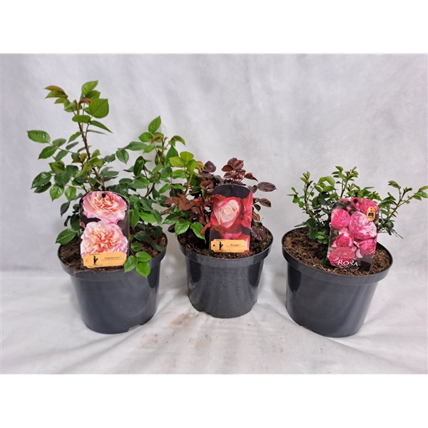<h4>Roos struik grootbloemig P23 MIX licentie</h4>