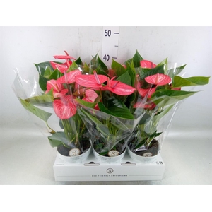 Anthurium andr. 'Livium Ruby'