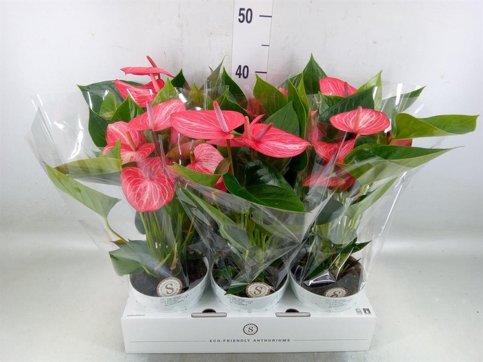 <h4>Anthurium andr. 'Livium Ruby'</h4>