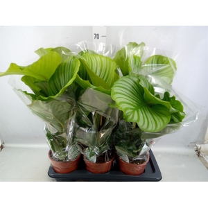 Calathea orbifolia