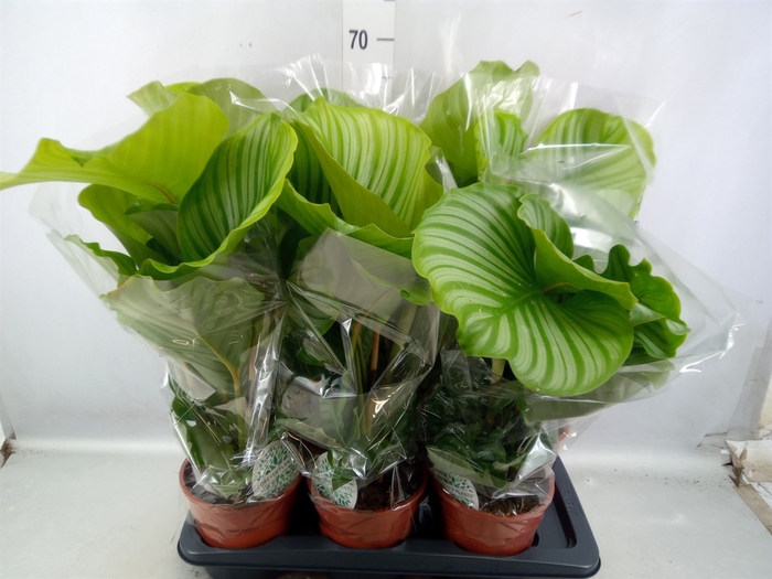 <h4>Calathea orbifolia</h4>