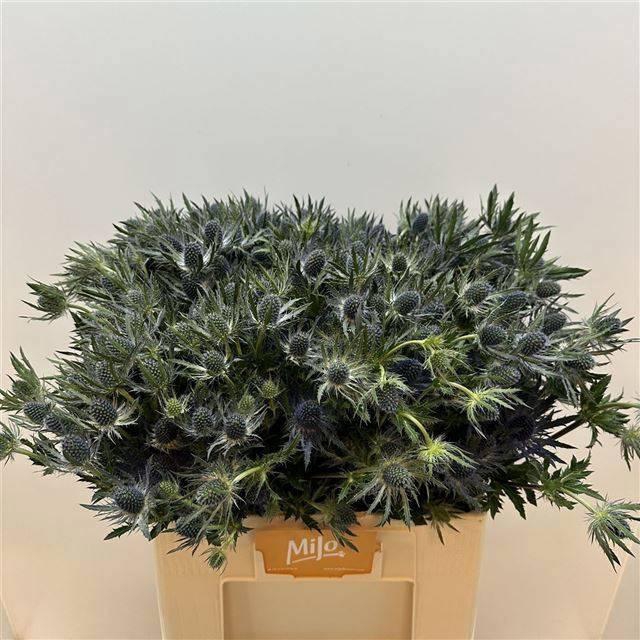 <h4>ERYN MAG BLUE LAGOON</h4>