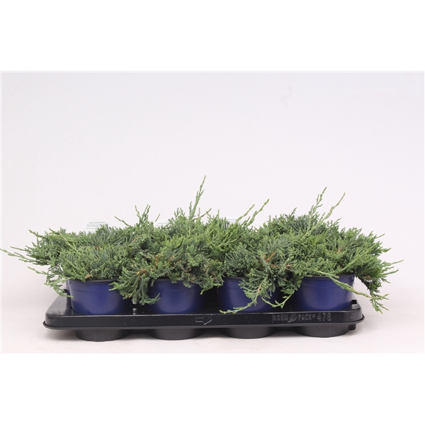 <h4>Juniperus horizontalis 'Wiltonii'</h4>