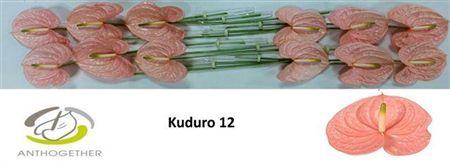 <h4>Anth A Kuduro</h4>