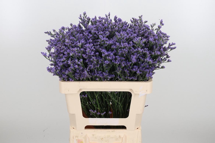 <h4>Lim Ohio Blue</h4>