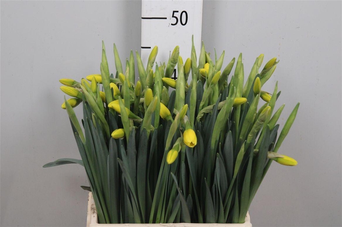 <h4>Narc G Pinza</h4>