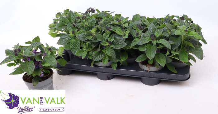 <h4>HELIO ARB BABY BLUE</h4>