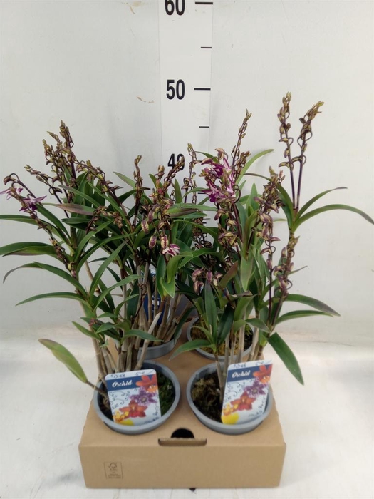 <h4>Dendrobium   ...</h4>