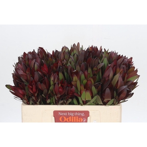 Leucadendron Saf Sunset Dark R.