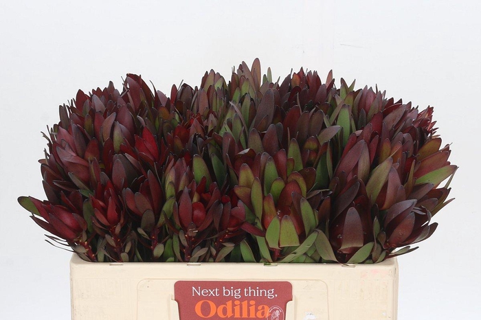 <h4>Leucadendron Saf Sunset Dark Red</h4>