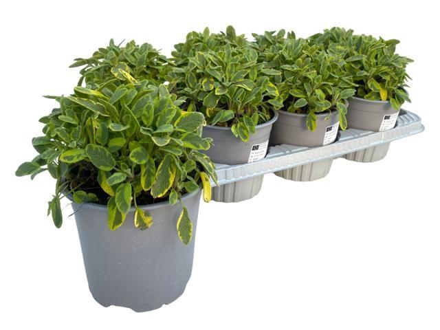 <h4>Salvia officinalis Icterina</h4>