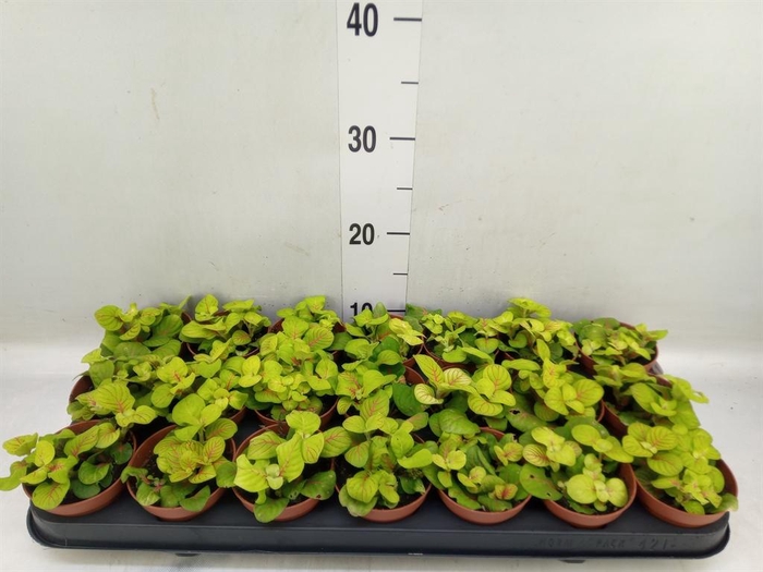 <h4>Fittonia   ...</h4>