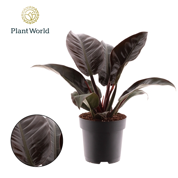 <h4>Philodendron Imperial Red</h4>