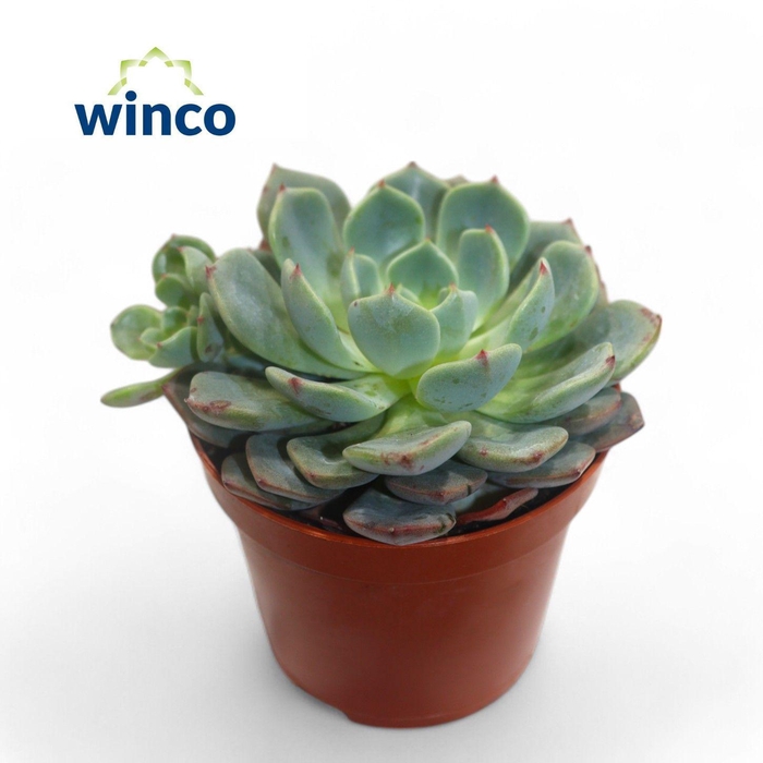 <h4>Echeveria Sitifukumiama</h4>