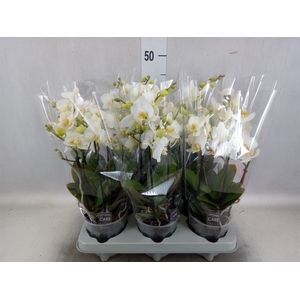 Phalaenopsis multi.   ...white